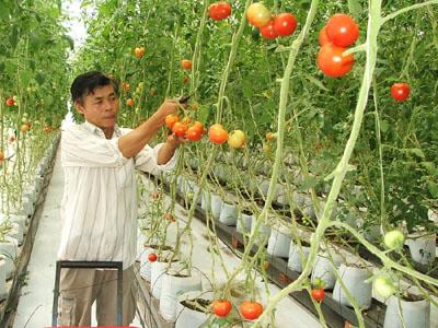 Bạc Liêu Ưu tiên vốn đầu tư cho  tam nông